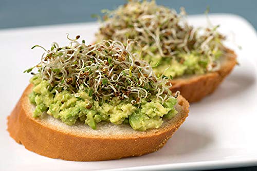 Food Library Alfalfa Sprouting Seeds (200g).