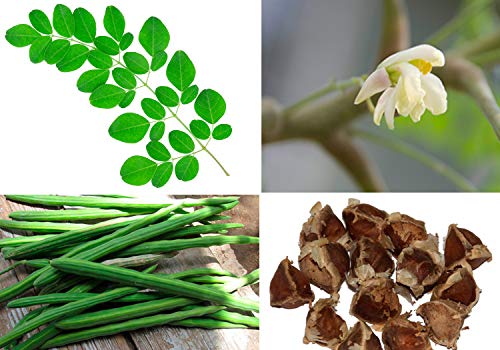 Food Library The Magic of Nature African Moringa/ Drumstick/ Sahijan Seeds, 350gm